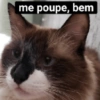Mozart bolado 12