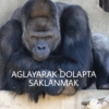 Goril 28