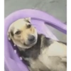 Perritos random 6