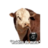 Cabaña Don Luis 11