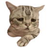 Gatos sad 2 11