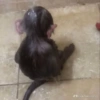 MACAQUINHOS REAÇÕES🐒 13