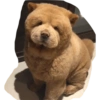 Perritos mal recortados 22