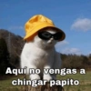 MASCOTAS @joshuacaprii 5