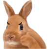 Rabbit  6