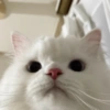 😻 GATITOS INFALTABLES 😻 8