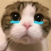 Gatinhos Memes😹 14