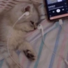 🐱🐾🐈 Cats lV  🐈🐾🐱 28
