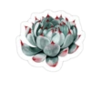 Cactus y suculentas aesthetic 5
