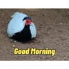 Good Morning 14
