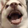 Zelda, the Husky 26