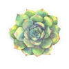 Cactus y suculentas aesthetic 16