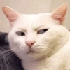 Милый котенок 19