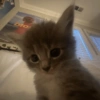 Глазастый котёнок