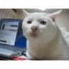 Serious Cat 5