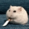 Hamster Reacciones🐁💕 22