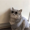 Conteúdo Aleatório De Gato 17