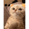 Милый котенок 29