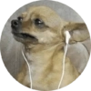 Memes de animais 4 13
