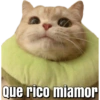 Memes pa' enviar de Gatitos 10
