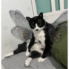 Fairy cats 6