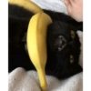 Gatinhosjj 5