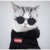 Conteúdo Aleatório De Gato 13