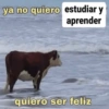 ya no quiero estudiar y
aprender
quiero ser feliz
