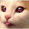 Gatos 8