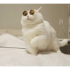 Conteúdo Aleatório De Gato 26