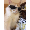 Conteúdo Aleatório De Gato 20