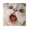 Милый котенок 10