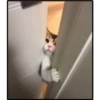 Gatitos random 17