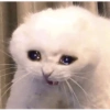 ✨Gatos Cura Depresión 5😻❤️ 11