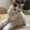 ❣️🐱Michito reacciones🐱❣️ 11