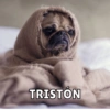 Memes de perritos🐶 13