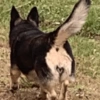 🐱🐾🐶 irl pets l 🐶🐾🐱 5