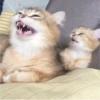 Gatitos random 13