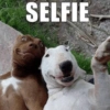 Memes de perritos🐶 15
