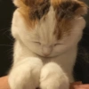 Gatitos 😈 17