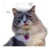 Gatos 25