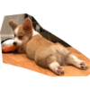 Perritos mal recortados 20
