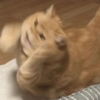 Meow Pi Miew 7