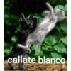 callate blanco