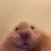 Hamster Reacciones🐁💕 25