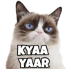 Funny Cats 12