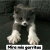 Solo gatos 21