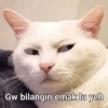 Kucing ini ramah!!! 11