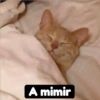 Solo gatos 25