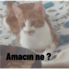 Kedi/Cat Turkish 22